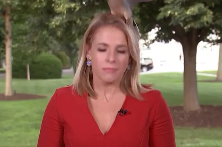 Птичка села на голову репортеру, телеканал NewsNation, Келли Мейер, курьезы перед камерой, прямой эфир