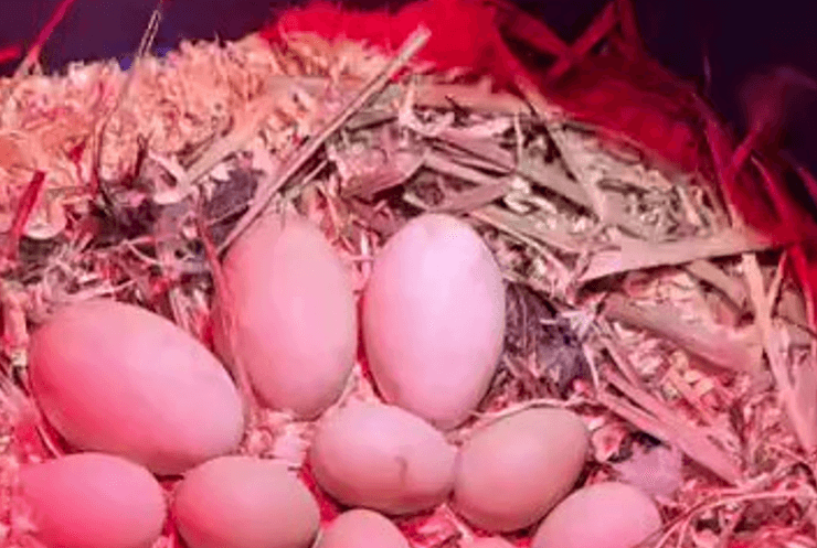 Яйца в птичьем гнезде