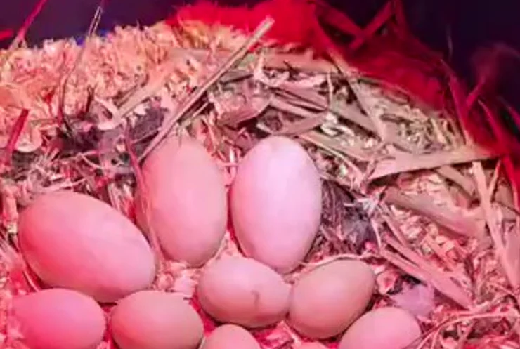 Woman brought the eggs home and placed them in a basket under a heating lamp