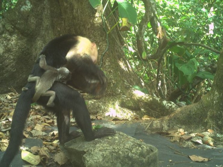 капуцин дитинча