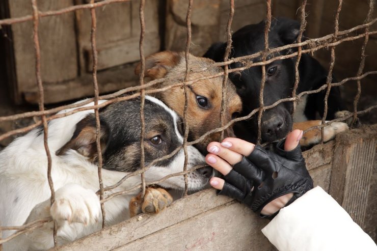 Пушистые друзья