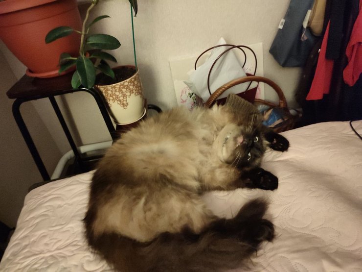 кішки, коти, ігри з котами, поведінка кішок