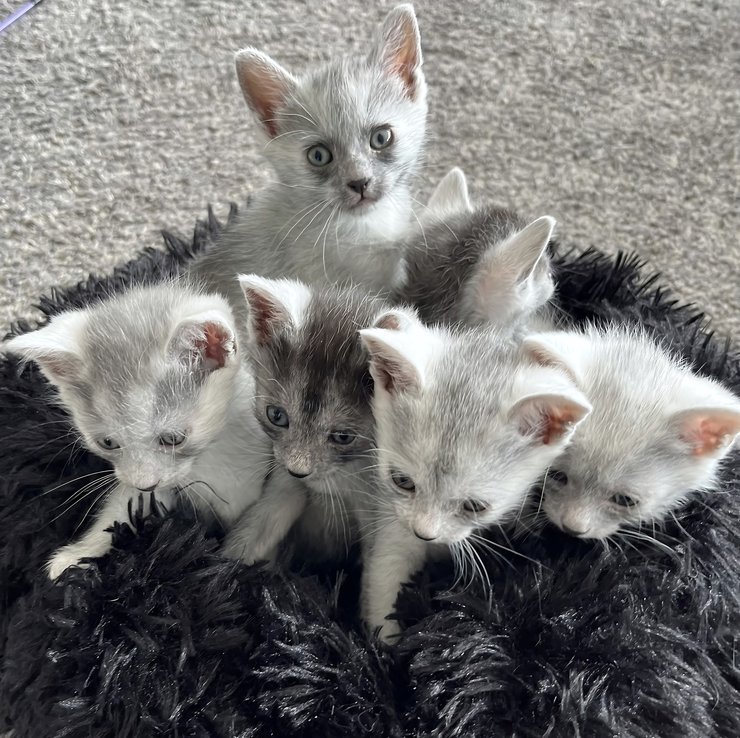 котята трансильванской кошки