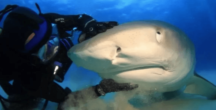 Мужчина дружит с акулой, лучшая подруга, акула, акула по кличке Эмма, Джим Абернети, дайвер дружит с акулой, морской жищник