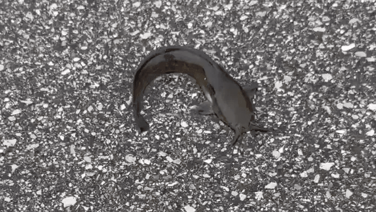 Рибу винесло на дорогу, риба на дорозі, біблійне пророцтво, страх апокаліпсису, кінець часів, ураган, повінь