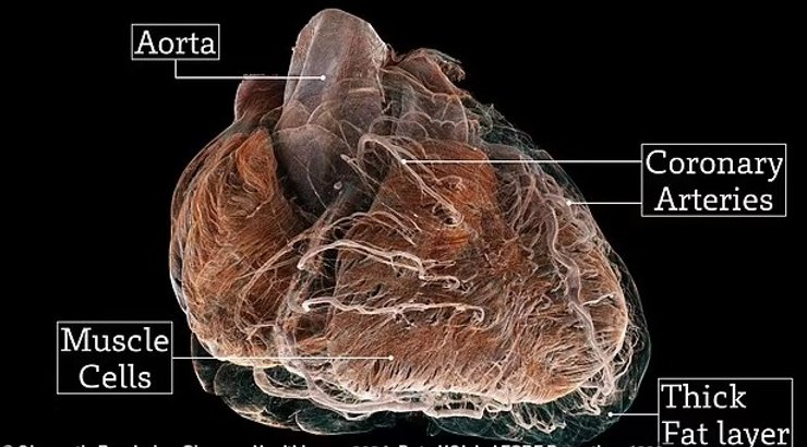 строение сердца