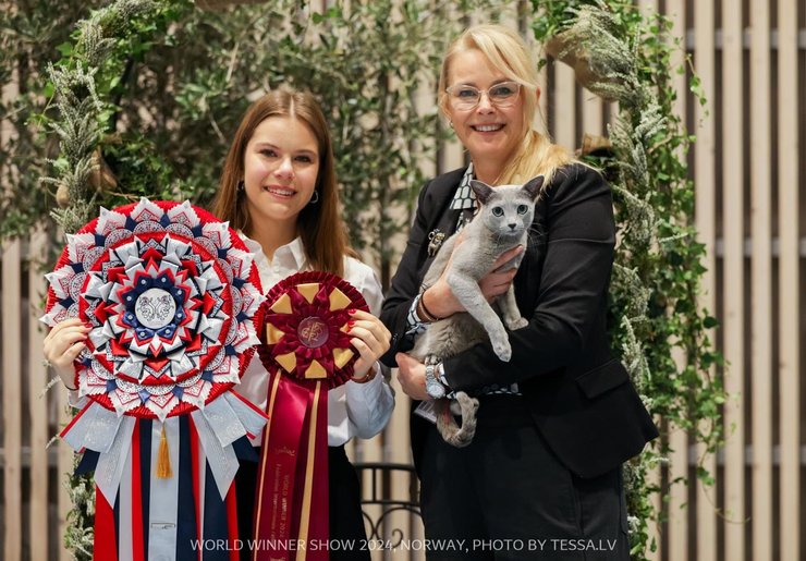 кот Бакарди награды