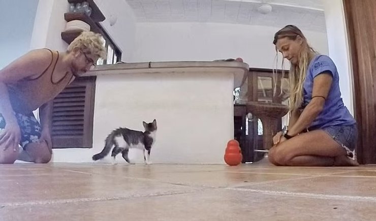 кошки эксперимент