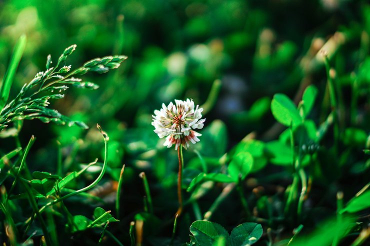 антропогенна еволюція, урбанізація, глобальне дослідження, паралельна адаптивна еволюція, біла конюшина, екологічні зміни, селективний тиск