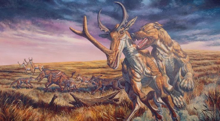 стародавні собаки, виверження вулкана