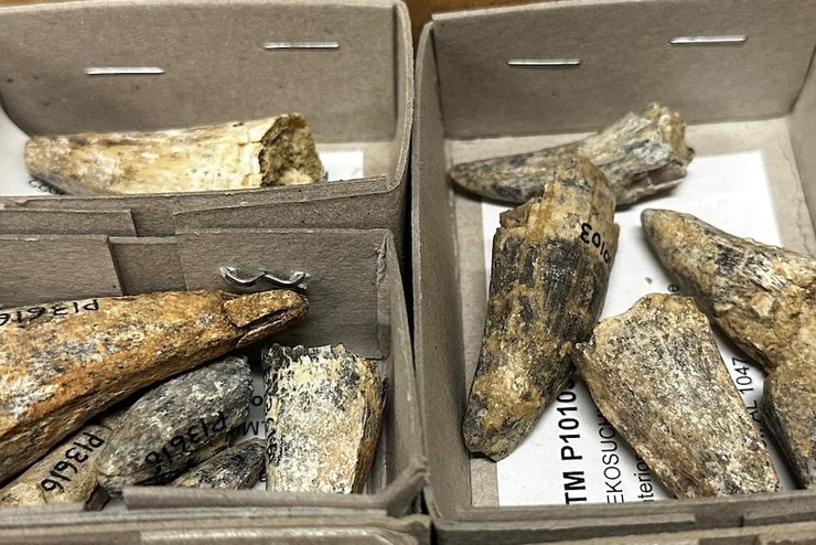 Вымерший крокодил