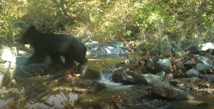 гималайский медведь