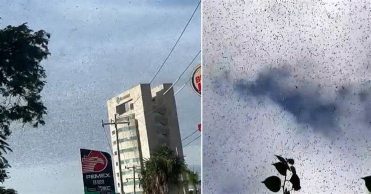 Нашествие саранчи, Мексика, рой насекомых, огромный рой, саранча уничтожает все, съедают все растения, конец света