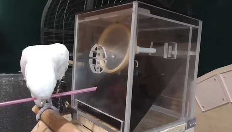 какаду тест инструмент