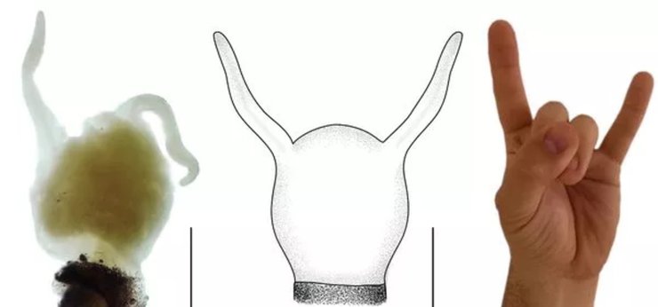 Рыба-дракон, новый вид, новый вид рыбы, название для нового вида, острые зубы, светящееся кожа, морское существо,