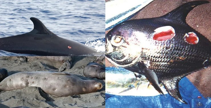 Жертвами акулы-резака становятся всевозможные морские существа