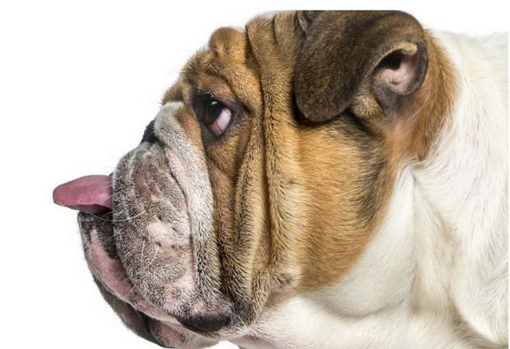 Английский бульдог