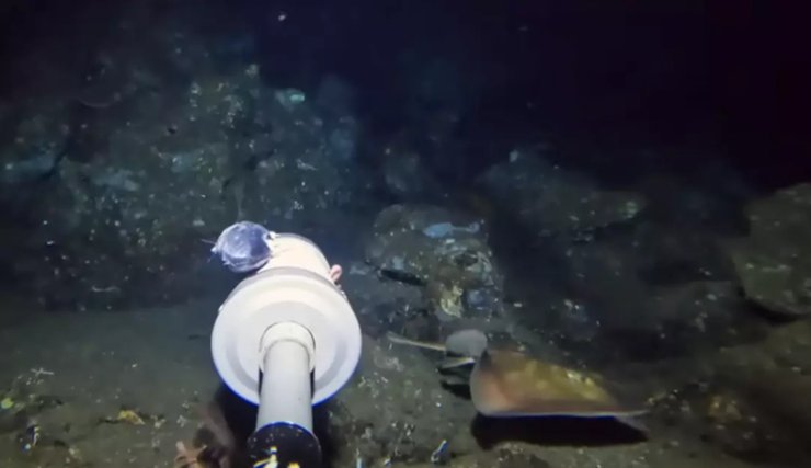 Неизвестный глубоководный скат подплывает к камере-приманке на дне океана у берегов Бали.