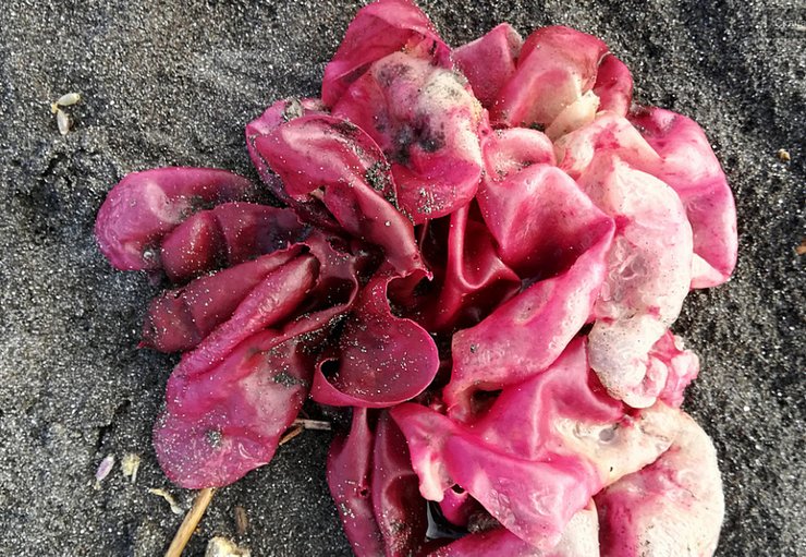 камчатка, водоросли, экология