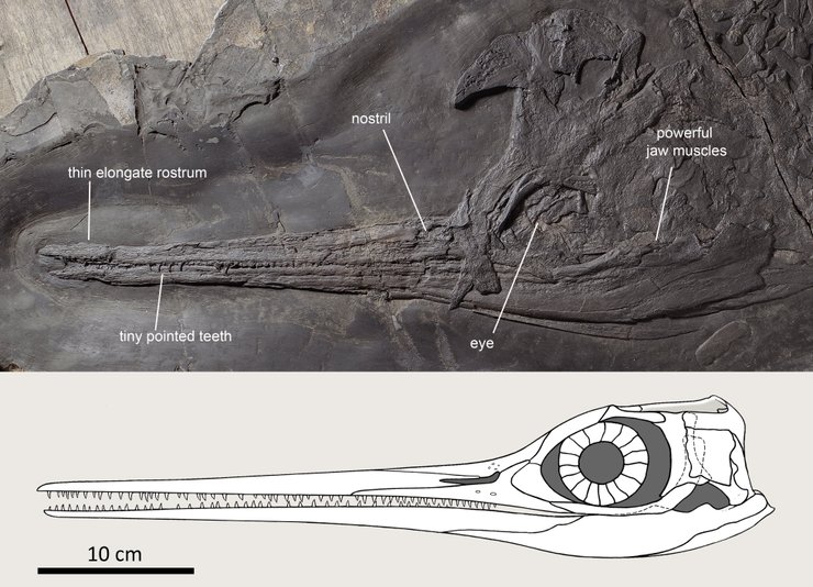 череп, окаменелости, фото, ихтиозавр
