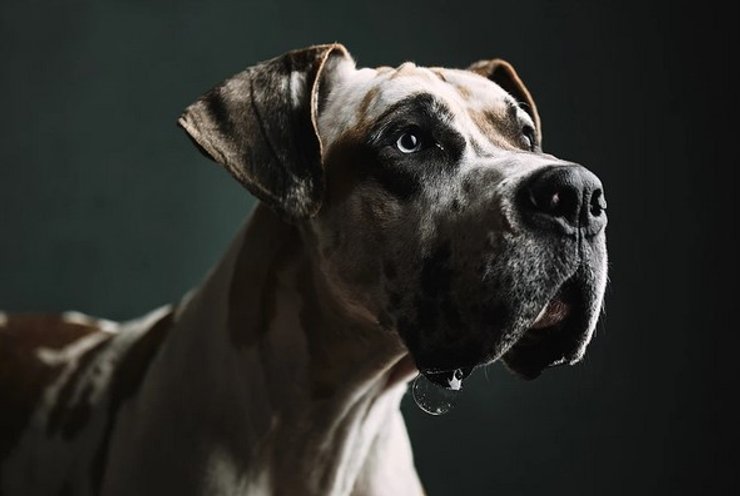 Немецкий дог