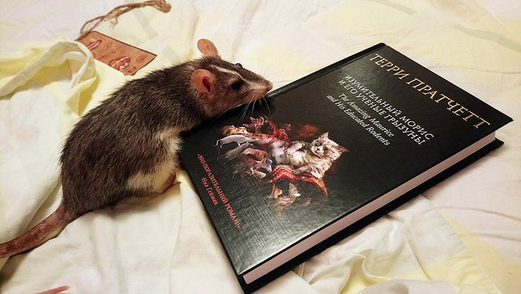 Терри Прачет, крысы, обложка, Изумительный Морис и его учёные грызуны