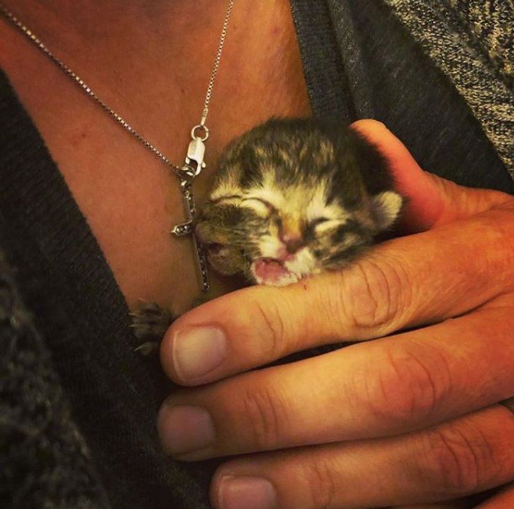 США, двуликий котенок