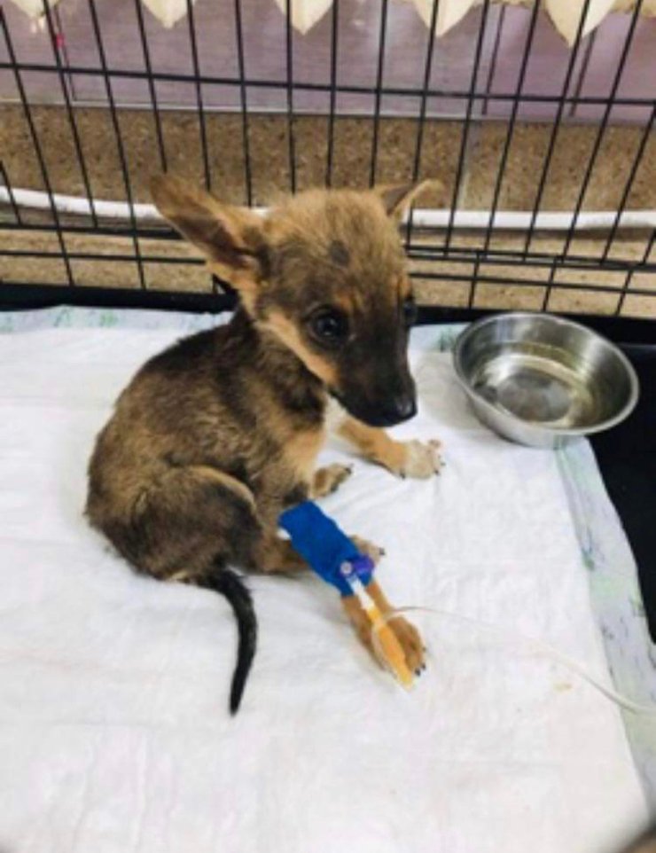 Софи в первые дни