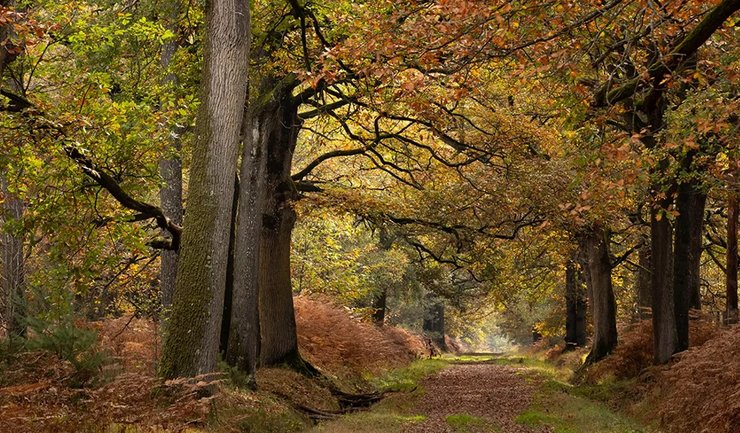 Лес осень деревья листья деревья