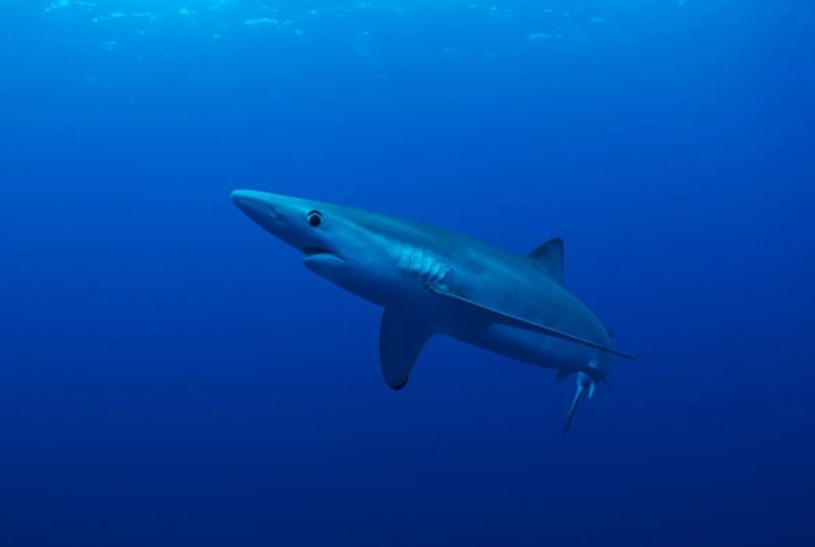 синяя акула