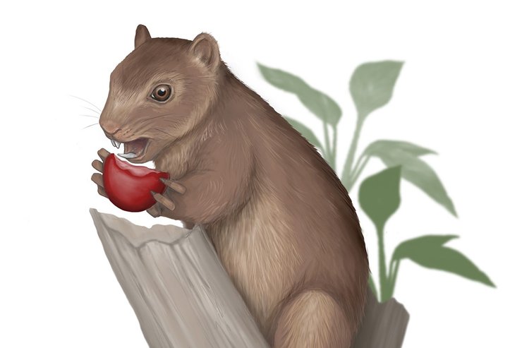 Microsyops latidens. Художественная реконструкция.