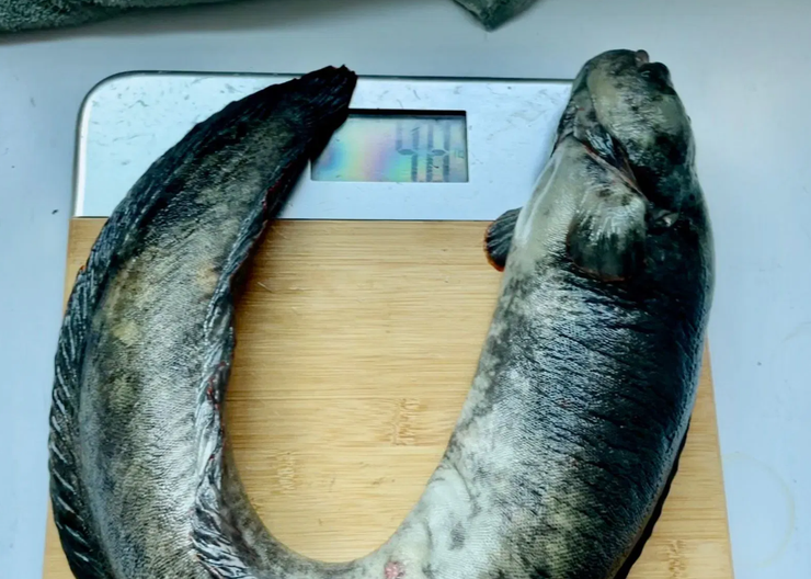 Жінка із США виловила рибу рекордних розмірів, рибальство, фото, США, встановлення рекордів, фото, курйози