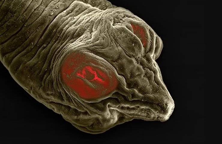 черв'як макро