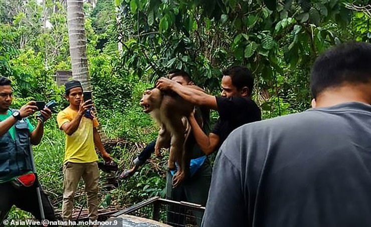 Обезьяна, убившая своего владельца