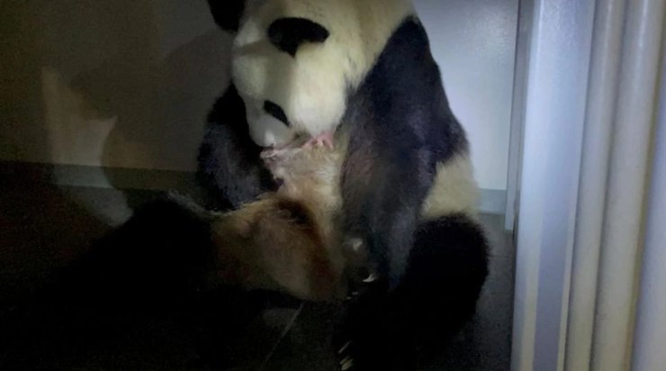 панда, зоопарк уэно