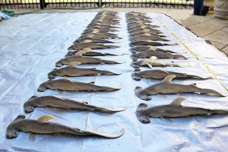 Погибшие акулята