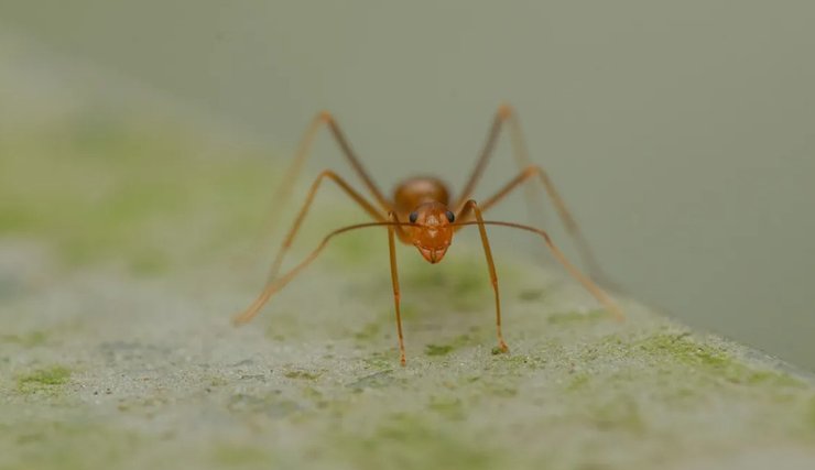 комахи, печерні люди, дієта, палеоліт, палеодієта, первісні люди, доісторичні люди, печерні люди, історія їжі, історія людства, що їли первісні люди