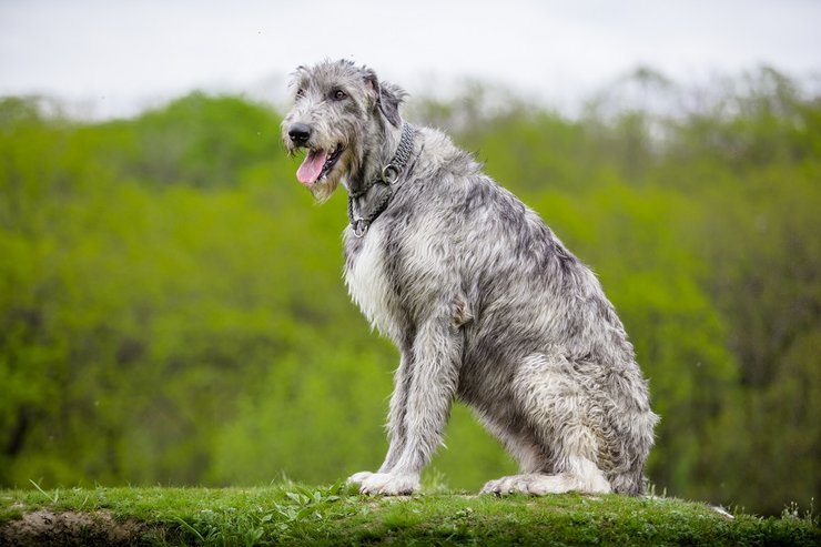 Ирландский волкодав