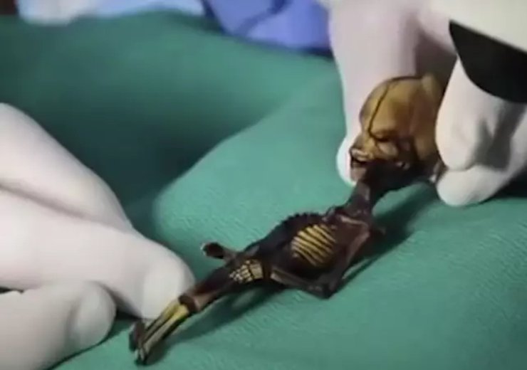 Скелет, ученный, руки, исследование,