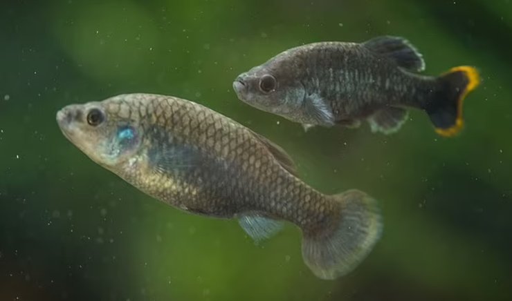 риба, дієта, печерні люди, палеоліт, палеодієта, первісні люди, доісторичні люди, печерні люди, історія їжі, історія людства, що їли первісні люди