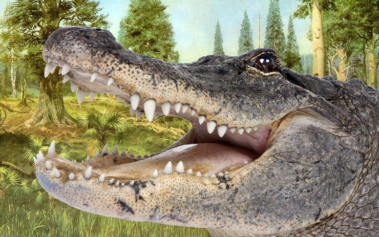 фото, Crocodylus Anthropophagus