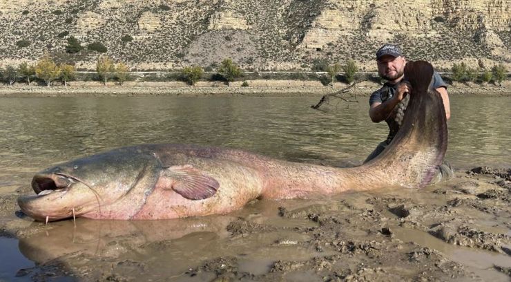 Сом рекордных размеров, рыба, улов, рыбалка, Испания, Польша, невероятный трофей, рекорды, интересные истории