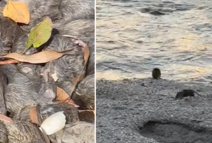 Щурі в Карумбі, Австралія, Квінсленд, щуряча чума, гризуни, надзвичайна ситуація