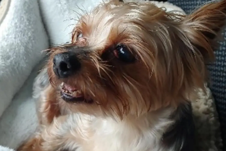 Акула выплюнула живую собаку, йоркширский терьер, которую зовут Мэдди, чудом пережила жестокое нападение хищницы