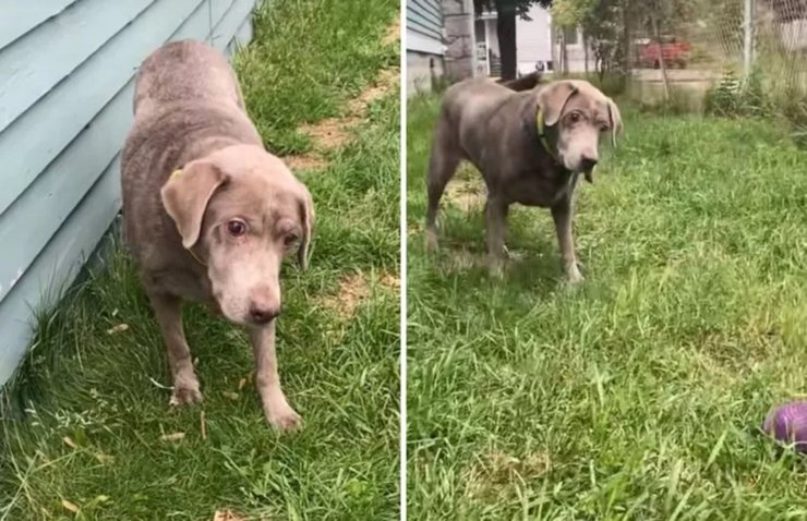 Слепая собака играет с мячиком несмотря на смертельную болезнь