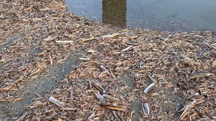 Морские черенки, мидии, ракушки, море, моллюски