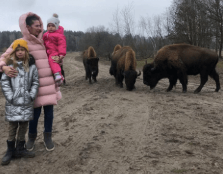стадо бізонів атакувало