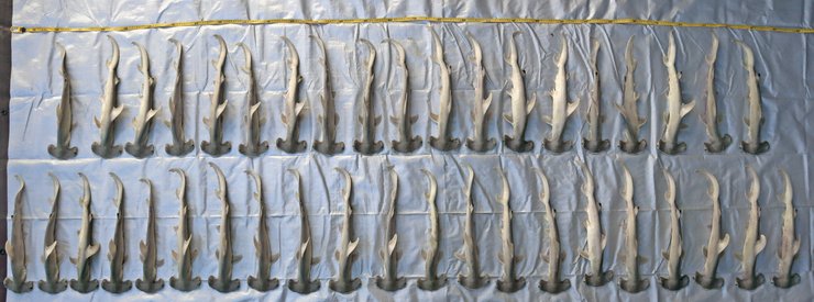 Погибшие акулята, Акула-молот Вікіпедія, Акула-молот цікаві факти, Тупорылая акула, Сумеречная акула, Почему акулы нападают на людей, Белая акула, Риба акула, Как выглядит тупорылая акула,  сколько маток у акулы, эмбрион акулы, яйцо акулы, сколько живут акулы,