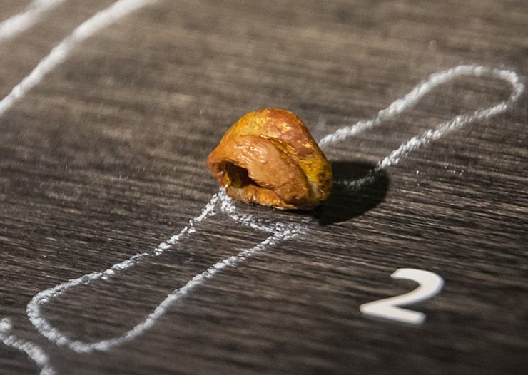 денисовцы кость пальца, денисовцы геном