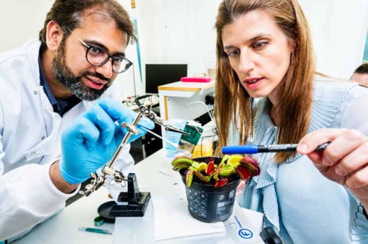 ученые растение мухоловка